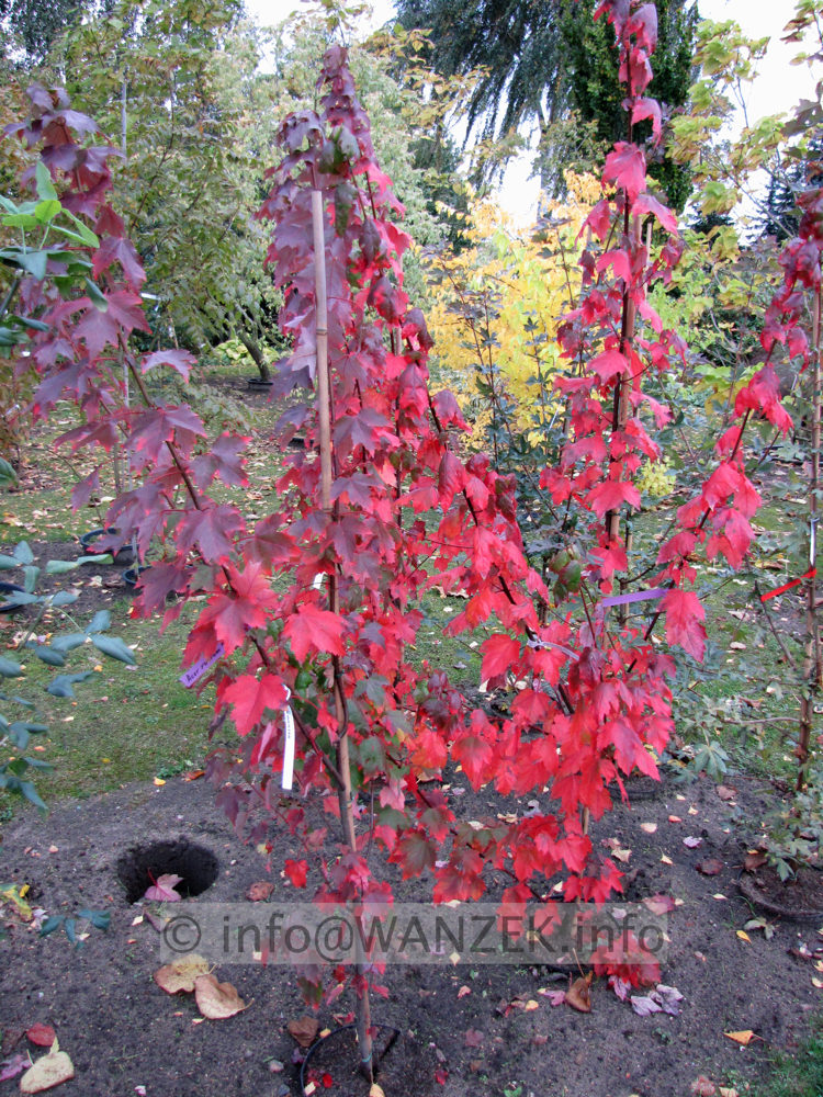 Acer rubrum Autumn Flame 1+.JPG